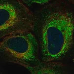 Merck Anti-KIAA1324L antibody produced in rabbit