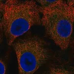 Merck Anti-LSAMP antibody produced in rabbit
