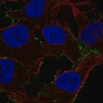 Merck Anti-PDE4A antibody produced in rabbit