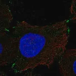 Merck Anti-PCDHGB1 antibody produced in rabbit