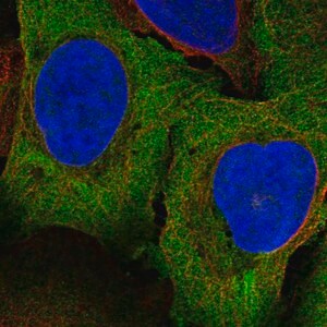 Merck Anti-PAIP1 antibody produced in rabbit