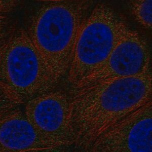 Merck Anti-GPR89A antibody produced in rabbit