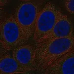 Merck Anti-GPR89A antibody produced in rabbit