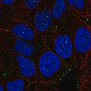Merck Anti-NHS antibody produced in rabbit