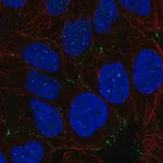 Merck Anti-NHS antibody produced in rabbit