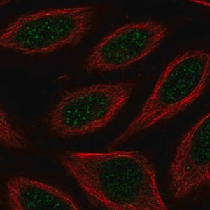 Merck Anti-CSRNP2 antibody produced in rabbit