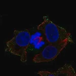 Merck Anti-LPAR6 antibody produced in rabbit