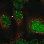 Merck Anti-DUSP11 antibody produced in rabbit