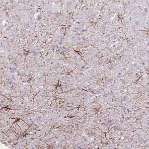 Merck Anti-TENM4 antibody produced in rabbit