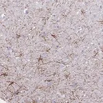 Merck Anti-TENM4 antibody produced in rabbit