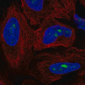 Merck Anti-ZNF286A antibody produced in rabbit