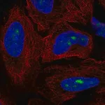 Merck Anti-ZNF286A antibody produced in rabbit