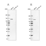 Merck Anti-NLRP2 antibody produced in rabbit
