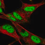 Merck Anti-HAND2 antibody produced in rabbit