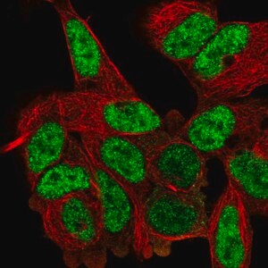 Merck Anti-DVL2 antibody produced in rabbit