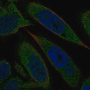 Merck Anti-BLVRA antibody produced in rabbit