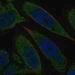 Merck Anti-BLVRA antibody produced in rabbit