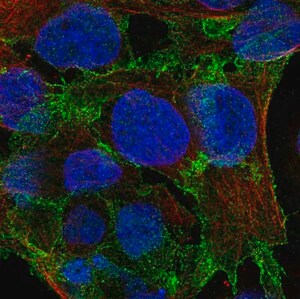 Merck Anti-DLG2 antibody produced in rabbit