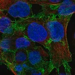 Merck Anti-DLG2 antibody produced in rabbit