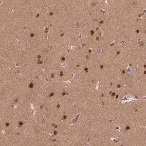 Merck Anti-BRD9 antibody produced in rabbit