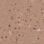 Merck Anti-BRD9 antibody produced in rabbit