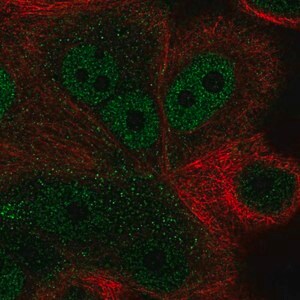 Merck Anti-ZNF687 antibody produced in rabbit