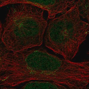 Merck Anti-CLSPN antibody produced in rabbit