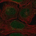 Merck Anti-CLSPN antibody produced in rabbit