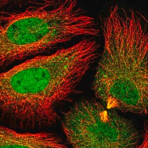 Merck Anti-DNAJC8 antibody produced in rabbit