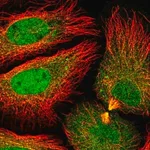 Merck Anti-DNAJC8 antibody produced in rabbit