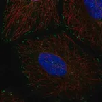 Merck Anti-EMC4 antibody produced in rabbit
