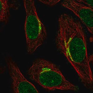 Merck Anti-SIPA1L2 antibody produced in rabbit