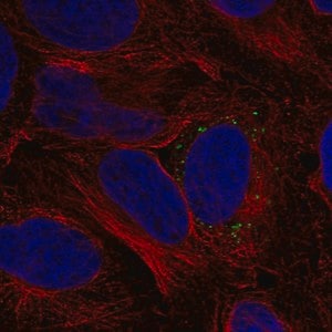 Merck Anti-MMD antibody produced in rabbit