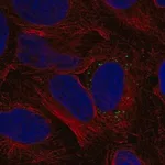 Merck Anti-MMD antibody produced in rabbit