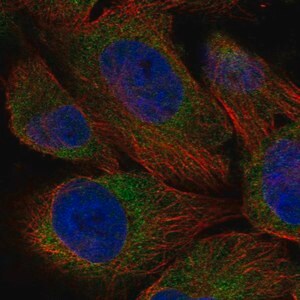 Merck Anti-EDEM3 antibody produced in rabbit