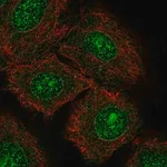 Merck Anti-NTRK3 antibody produced in rabbit