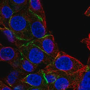 Merck Anti-EPB41 antibody produced in rabbit