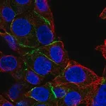 Merck Anti-EPB41 antibody produced in rabbit