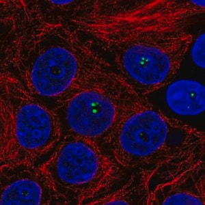 Merck Anti-COIL antibody produced in rabbit