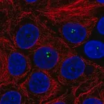 Merck Anti-COIL antibody produced in rabbit