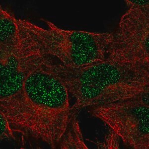 Merck Anti-DUSP23 antibody produced in rabbit