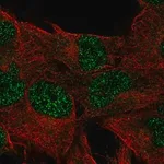 Merck Anti-DUSP23 antibody produced in rabbit