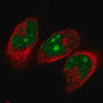 Merck Anti-NVL antibody produced in rabbit