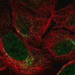 Merck Anti-SPATA6 antibody produced in rabbit