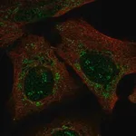 Merck Anti-PARS2 antibody produced in rabbit