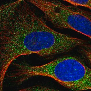 Merck Anti-ARMC7 antibody produced in rabbit