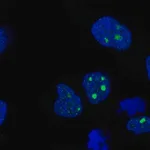 Merck Anti-C8orf34 antibody produced in rabbit