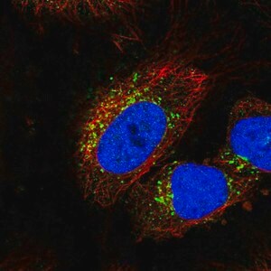 Merck Anti-STK11IP antibody produced in rabbit