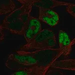 Merck Anti-MYOG antibody produced in rabbit