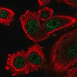 Merck Anti-IFI44L antibody produced in rabbit